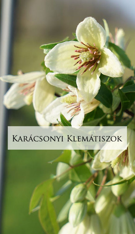 karacsonyi klematiszok