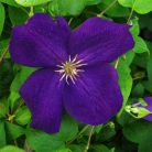 Klemátisz Jackmanii Superba