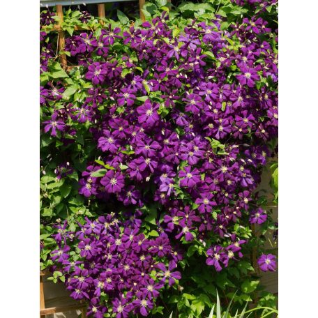 Klemátisz Jackmanii Superba