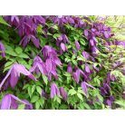 Klemátisz alp.x ocho.Tage Lundell