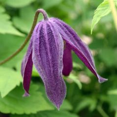 Klemátisz alp.x ocho.Tage Lundell