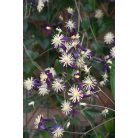 Klemátisz Aromatica