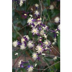 Klemátisz Aromatica