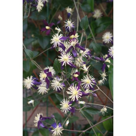 Klemátisz Aromatica