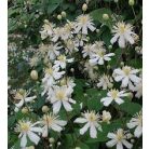 Klemátisz fargesioides=Paul Farges 