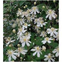 Klemátisz fargesioides=Paul Farges 