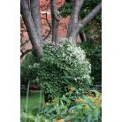 Klemátisz fargesioides=Paul Farges 