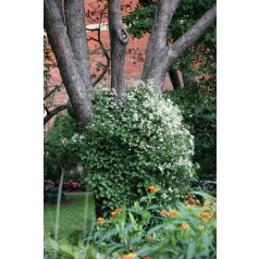 Klemátisz fargesioides=Paul Farges 