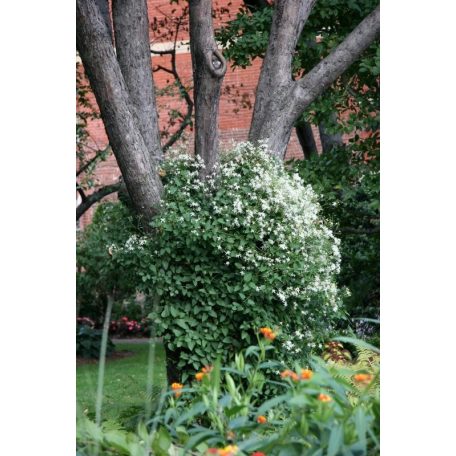 Klemátisz fargesioides=Paul Farges 