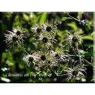 Klemátisz fargesioides=Paul Farges 