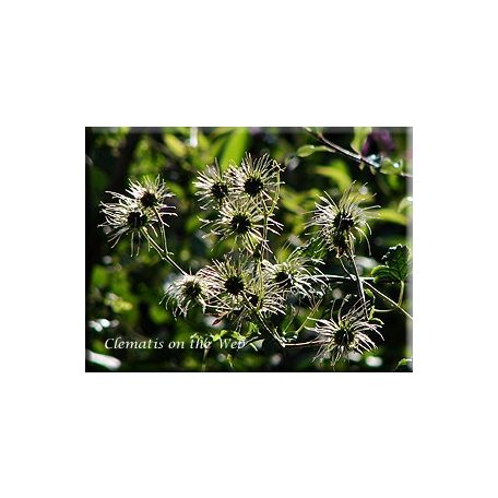 Klemátisz fargesioides=Paul Farges 