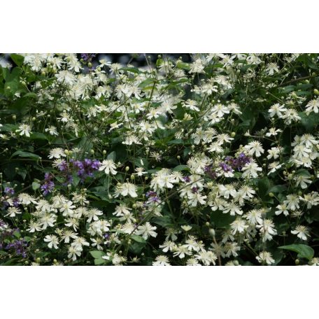 Klemátisz fargesioides=Paul Farges 