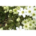 Klemátisz Early Sensation 2L