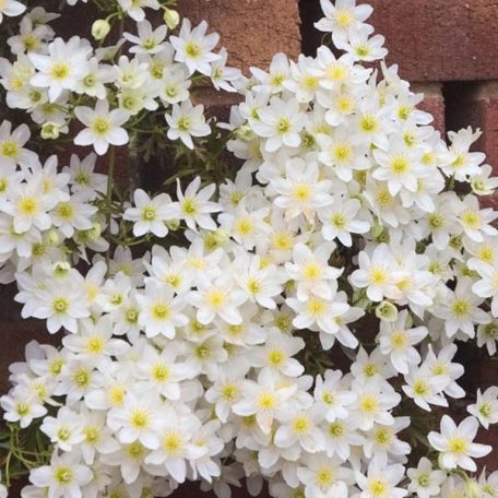 Klemátisz Early Sensation 2L