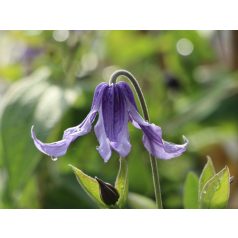 Klemátisz integrifolia bot.art