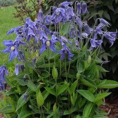 Klemátisz integrifolia bot.art