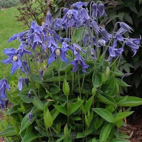 Klemátisz integrifolia bot.art