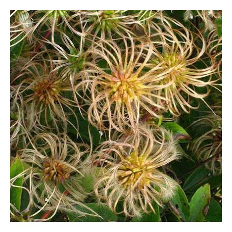 Klemátisz integrifolia bot.art