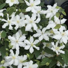 Klemátisz int.White Arabella