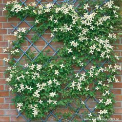 Klemátisz montana Wilsonii