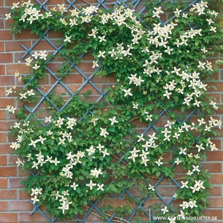 Klemátisz montana Wilsonii