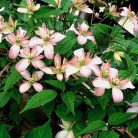 Klemátisz montana Marjorie