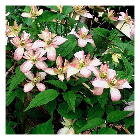 Klemátisz montana Marjorie