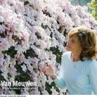 Klemátisz montana Mayleen