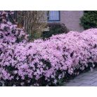 Klemátisz montana var.Rubens