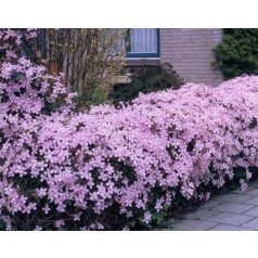 Klemátisz montana var.Rubens