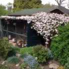 Klemátisz montana var.Rubens