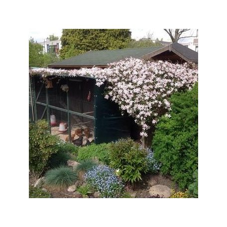 Klemátisz montana var.Rubens