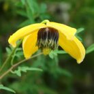 Klemátisz orient.Orange Peel