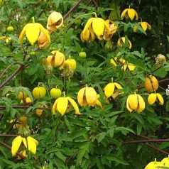 Klemátisz orient.Orange Peel