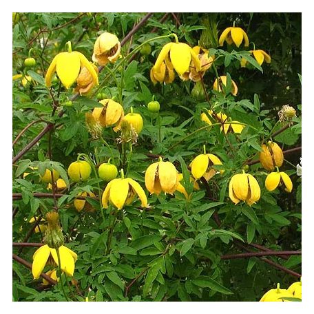 Klemátisz orient.Orange Peel