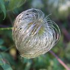 Klemátisz orient.Orange Peel