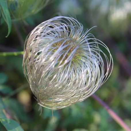 Klemátisz orient.Orange Peel