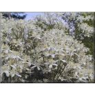 Klemátisz recta purpurea