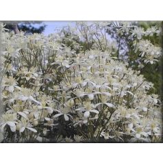 Klemátisz recta purpurea