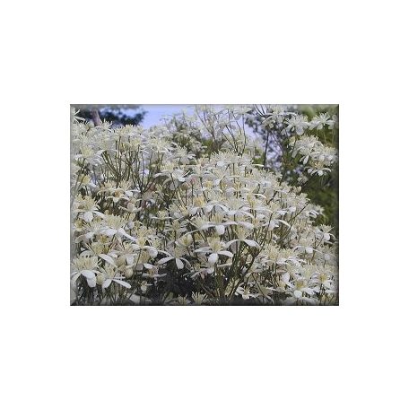 Klemátisz recta purpurea