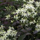 Klemátisz recta purpurea