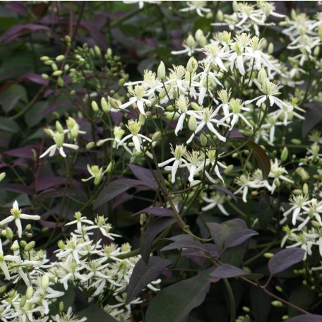 Klemátisz recta purpurea