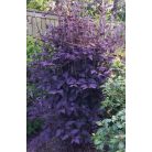 Klemátisz recta purpurea