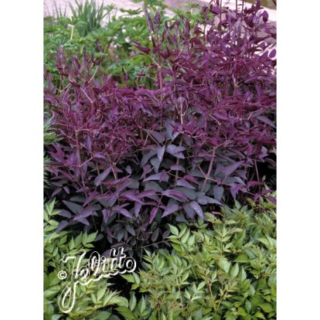 Klemátisz recta purpurea