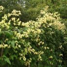 Klemátisz Rehderiana