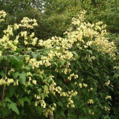 Klemátisz Rehderiana