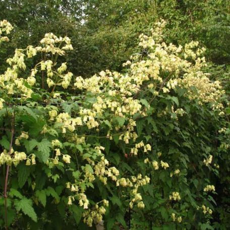 Klemátisz Rehderiana