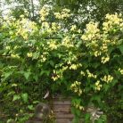 Klemátisz Rehderiana