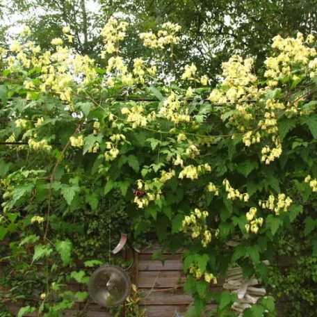 Klemátisz Rehderiana