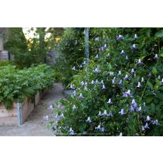 Klemátisz viticella Betty Corning